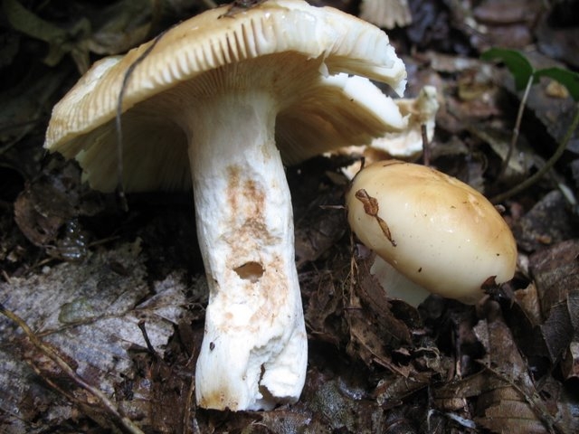 Russula subfoetens